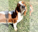 Small #7 Basset Hound
