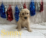 Small #19 Goldendoodle