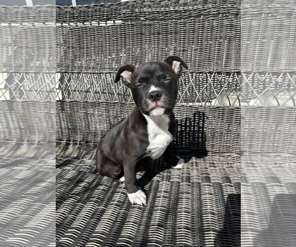 Medium Photo #4 Mutt Puppy For Sale in Holly Springs, NC, USA