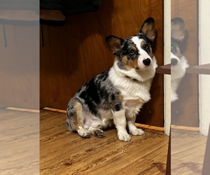 Father of the Pembroke Welsh Corgi puppies born on 12/11/2024