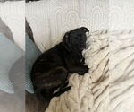 Small #22 American Pit Bull Terrier Mix