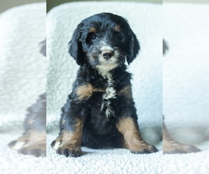 Medium Aussiedoodle-Bernedoodle Mix