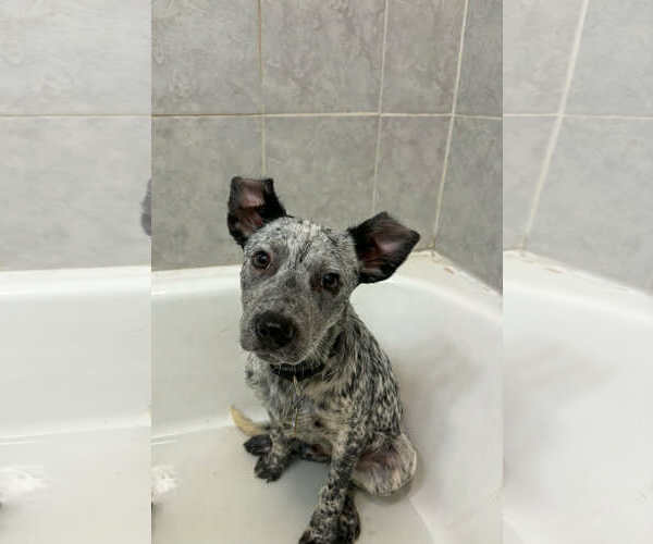 Medium Photo #2 Mutt Puppy For Sale in Sandy, UT, USA