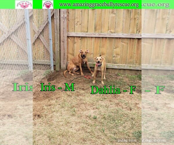 Medium Photo #7 Australian Shepherd-Beagle Mix Puppy For Sale in Pensacola, FL, USA