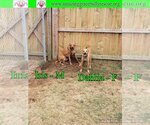 Small Photo #7 Australian Shepherd-Beagle Mix Puppy For Sale in Pensacola, FL, USA