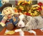 Puppy Joey Miniature Australian Shepherd