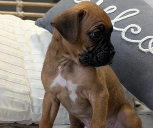 Medium Photo #14 Boxer Puppy For Sale in GOSHEN, IN, USA