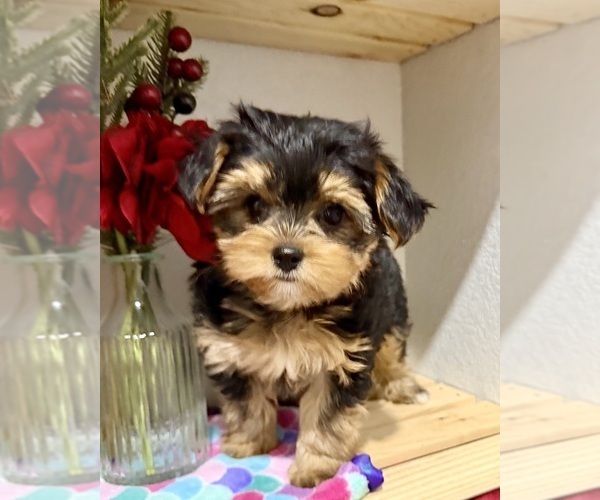 Medium Photo #9 Morkie Puppy For Sale in CASSVILLE, MO, USA