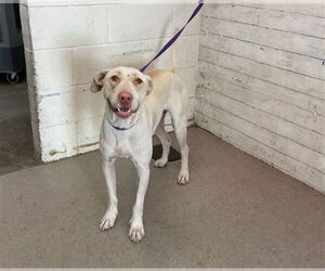 Medium American Pit Bull Terrier Mix