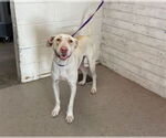 Small American Pit Bull Terrier Mix