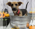 Small #1 Mutt