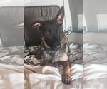 Small Mutt