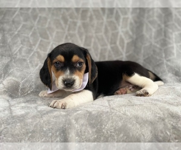 Medium Photo #13 Beagle Puppy For Sale in LAKELAND, FL, USA