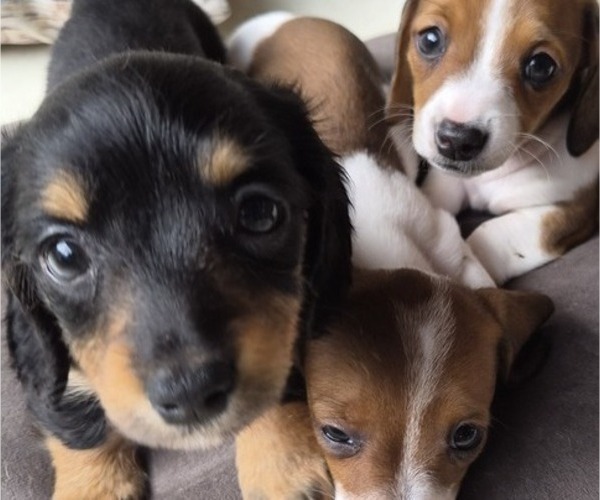 Medium Photo #2 Dachshund Puppy For Sale in SAINT CLOUD, FL, USA