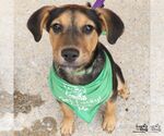 Small #6 Labrador Retriever Mix