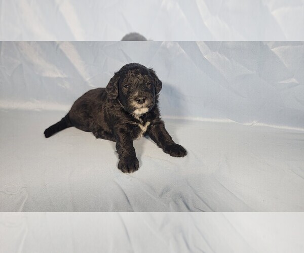 Medium Photo #2 Bernedoodle (Miniature) Puppy For Sale in PEYTON, CO, USA