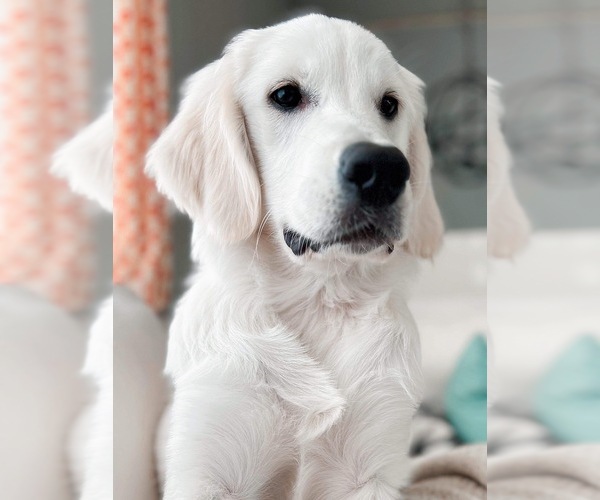 Medium Photo #14 English Cream Golden Retriever Puppy For Sale in WHITE SALMON, WA, USA