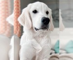 Small #13 English Cream Golden Retriever