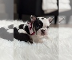 Small #3 French Bulldog