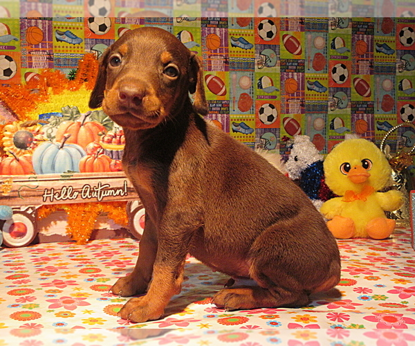 Medium Photo #6 Doberman Pinscher Puppy For Sale in LONDON, KY, USA