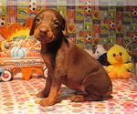 Small #5 Doberman Pinscher