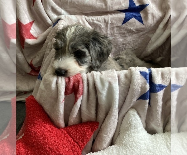 Medium Photo #5 Australian Labradoodle-Bernedoodle Mix Puppy For Sale in ATWATER, CA, USA
