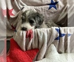 Small #4 Australian Labradoodle-Bernedoodle Mix