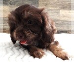 Small Photo #2 Cavapoo Puppy For Sale in CARLISLE, KY, USA