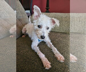 Mutt Dogs for adoption in Plainfield, IL, USA