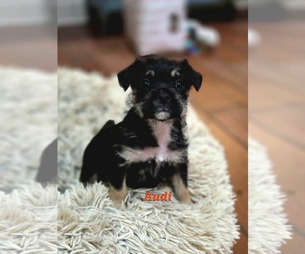 Medium Photo #1 Pug-Unknown Mix Puppy For Sale in Mission Viejo, CA, USA