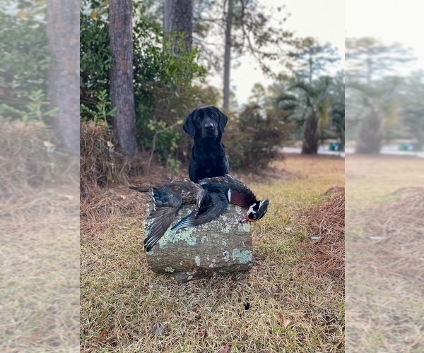 Medium Photo #32 Labrador Retriever Puppy For Sale in AIKEN, SC, USA