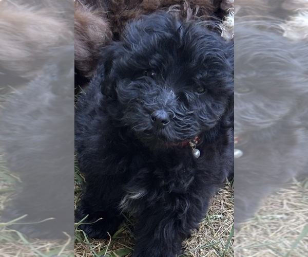 Medium Photo #1 Maltipoo (Miniature) Puppy For Sale in VENETA, OR, USA