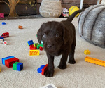 Small Photo #3 Labradoodle Puppy For Sale in ALBUQUERQUE, NM, USA