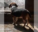 Small #5 Beagle