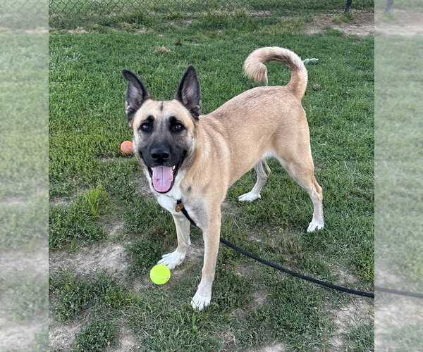 Medium Photo #1 German Shepherd Dog-Unknown Mix Puppy For Sale in Evansville, IN, USA