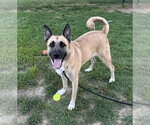 Small German Shepherd Dog Mix