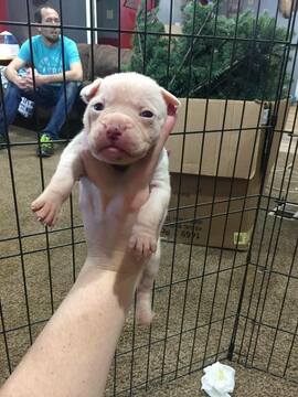 Medium Photo #1 Boxer Puppy For Sale in FRENCH LICK, IN, USA