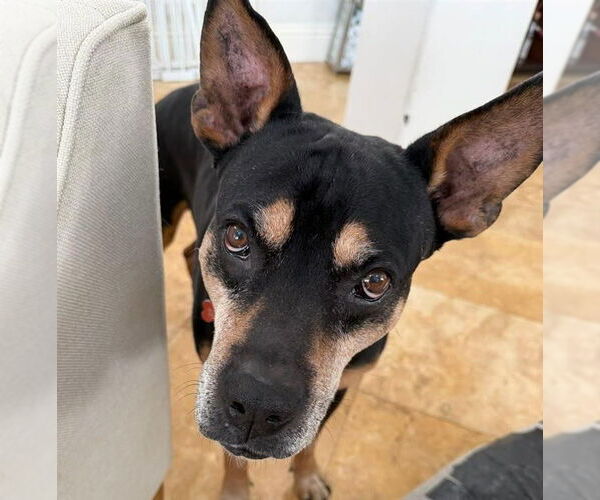 Medium Photo #5 Doberman Pinscher-Unknown Mix Puppy For Sale in Lake Forest, CA, USA