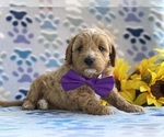 Small Photo #4 Goldendoodle (Miniature) Puppy For Sale in LANCASTER, PA, USA