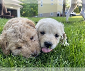 Labradoodle Puppy for Sale in MERIDEN, Connecticut USA
