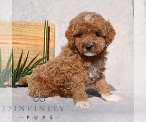 Goldendoodle (Miniature) Puppy for sale in EPHRATA, PA, USA
