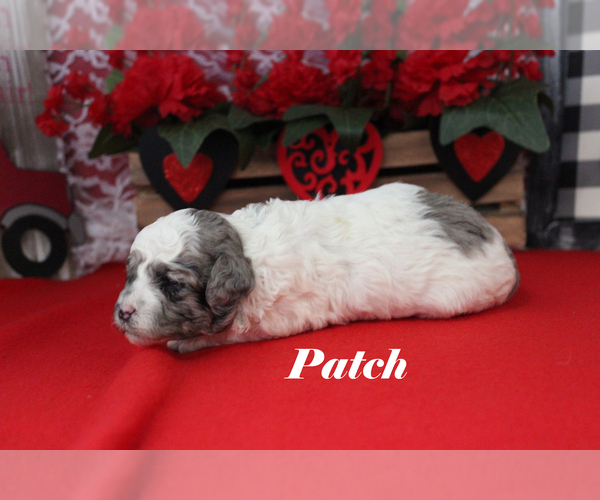 Medium Photo #6 Poodle (Toy) Puppy For Sale in CHANUTE, KS, USA