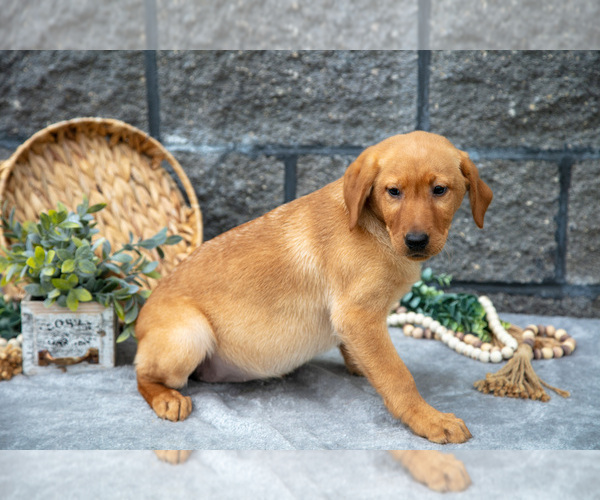 Medium Photo #30 Labrador Retriever Puppy For Sale in MILLERSBURG, OH, USA