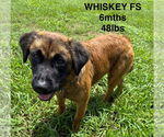Small #1 Mutt