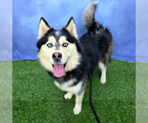 Medium Photo #2 Siberian Husky Puppy For Sale in Long Beach, CA, USA