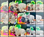 Puppy 1 French Bulldog