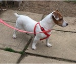 Small Photo #1 Jack Russell Terrier Puppy For Sale in APPLE GROVE, WV, USA
