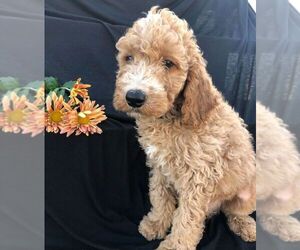 Goldendoodle-Poodle (Standard) Mix Puppy for sale in NARVON, PA, USA