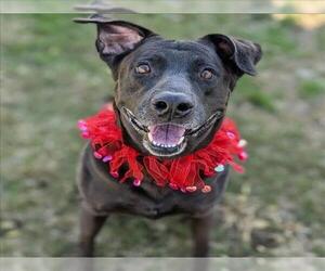 Labrador Retriever-Unknown Mix Dogs for adoption in Conroe, TX, USA