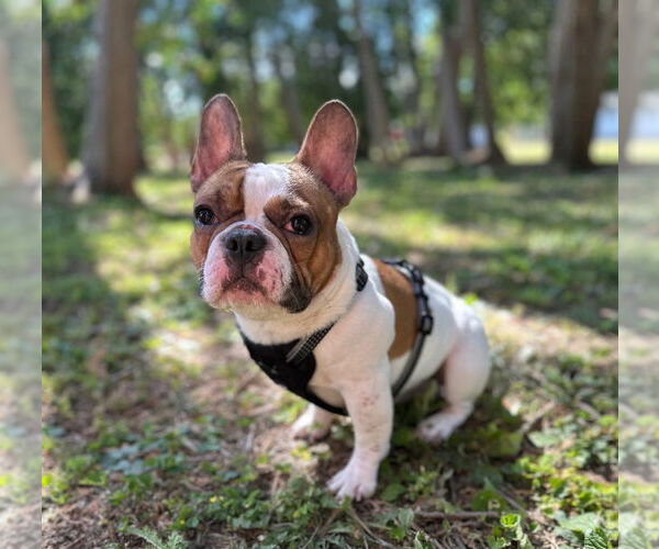 Medium Photo #3 French Bulldog Puppy For Sale in Brights Grove, Ontario, Canada